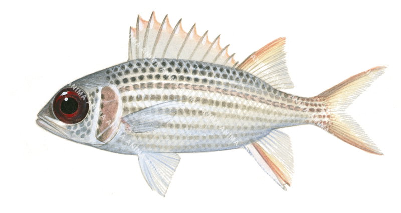 Silver Squirrelfish,Neoniphon argenteus,High quality illustration by Roger Swainston