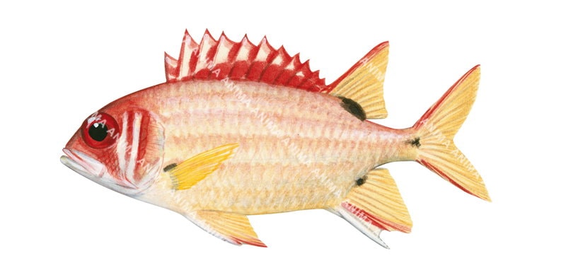 Blackspot Squirrelfish,Sargocentron melanospilos,High quality illustration by Roger Swainston