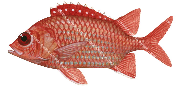 Bluestripe Squirrelfish,Sargocentron tiere,High quality illustration by Roger Swainston