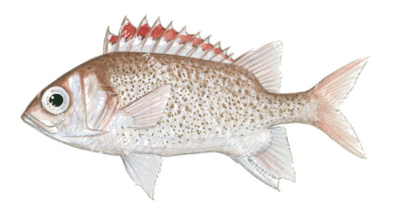 Speckled Squirrelfish,Sargocentron punctatissimum,High quality illustration by Roger Swainston