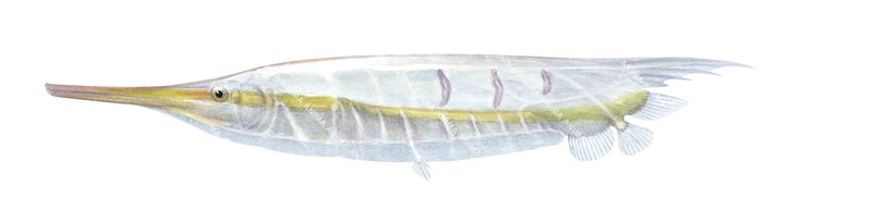 Smooth Razorfish,Centriscus cristatus,High quality illustration by Roger Swainston