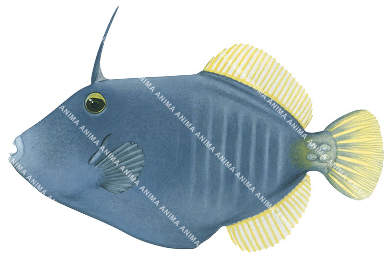 Barred Leatherjacket,Cantherhinus dumerilii,High quality illustration by Roger Swainston