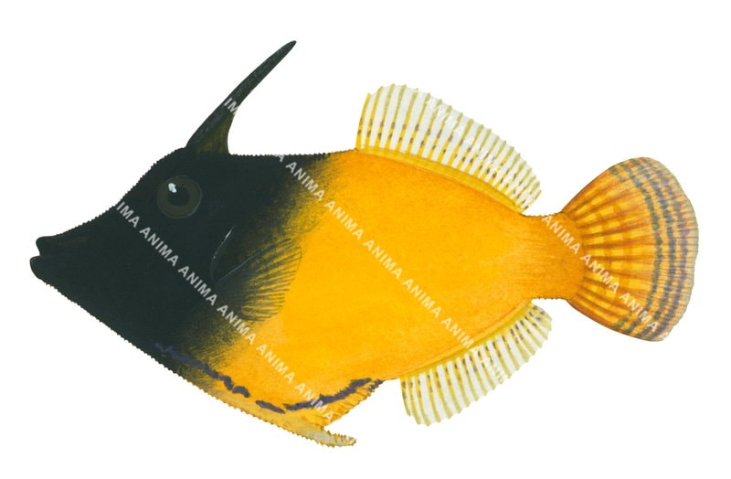 Blackhead Leatherjacket,Pervagor melanocephalus,High quality illustration by Roger Swainston