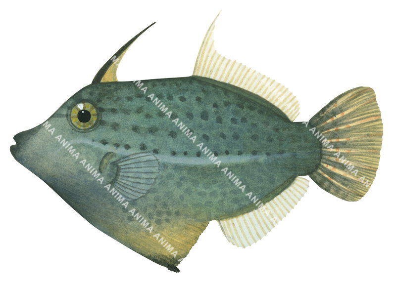 Blacklined Leatherjacket,Pervagor nigrolineatus,High quality illustration by Roger Swainston