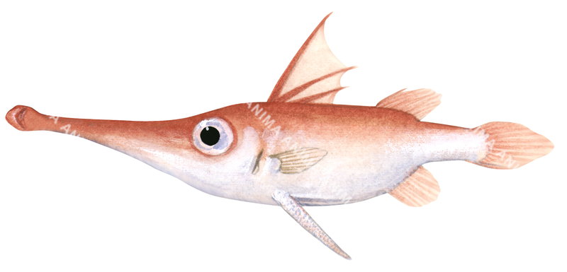 Largegill Trumpetsnout,Macrorhamphosodes platycheilus,High quality illustration by Roger Swainston