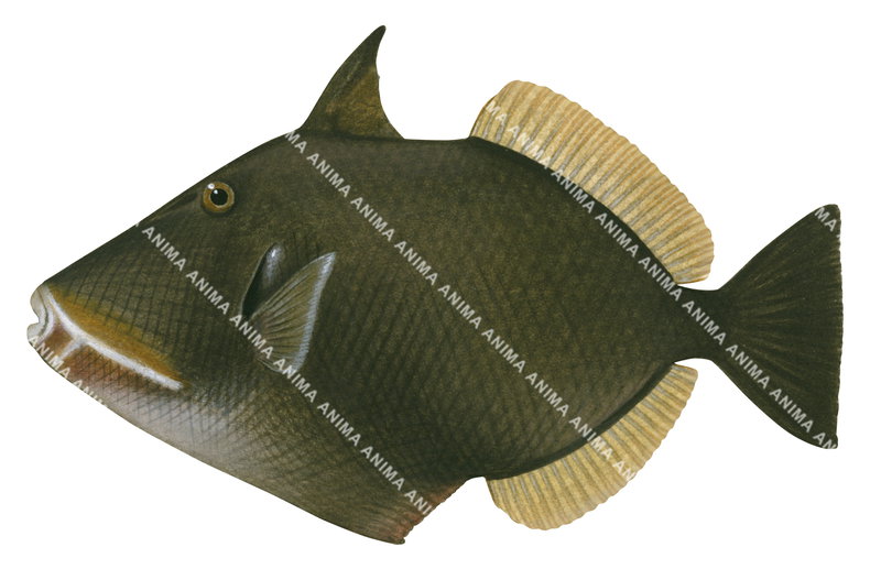 Bridled Triggerfish,Sufflamen fraenatum,High quality illustration by Roger Swainston