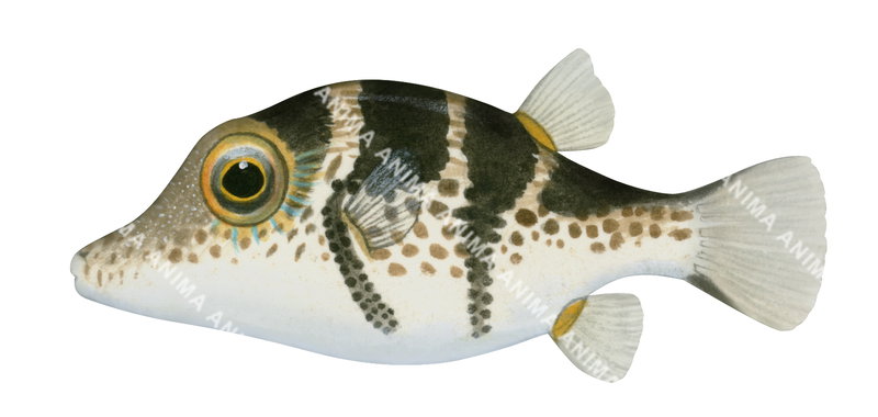 Juvenile Blacksaddle Toby,Canthigaster valentini,High quality illustration by Roger Swainston