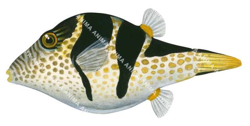 Blacksaddle Toby,Canthigaster valentini,High quality illustration by Roger Swainston