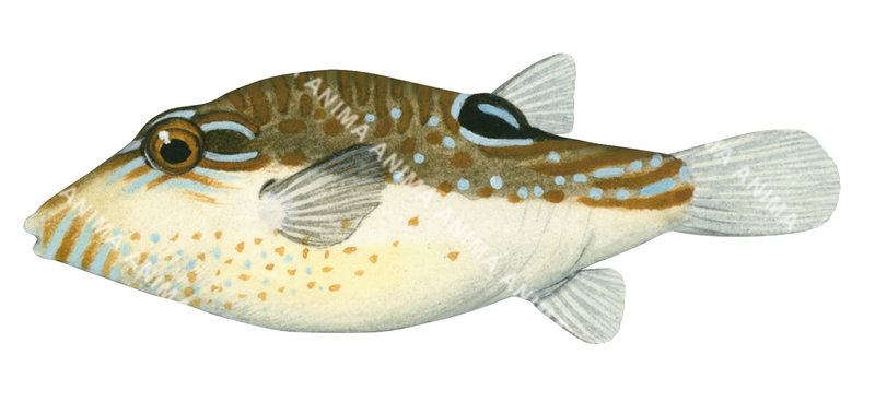 Blackspot Toby,Canthigaster bennetti,High quality illustration by Roger Swainston