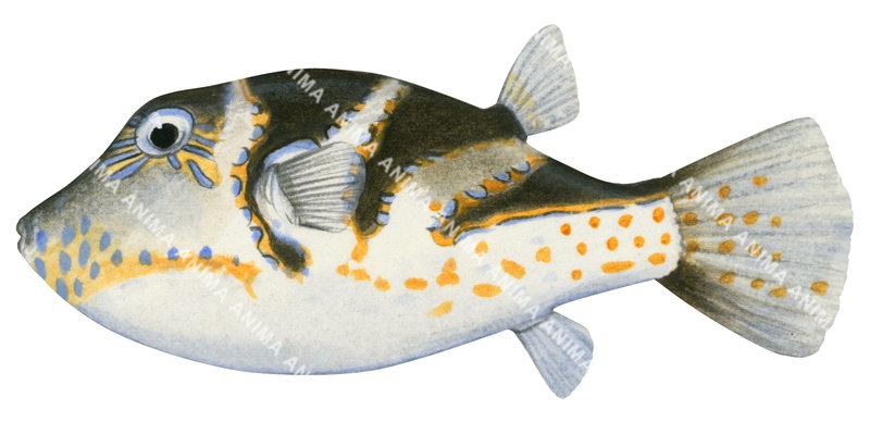 Crowned Toby,Canthigaster axiologus,High quality illustration by Roger Swainston