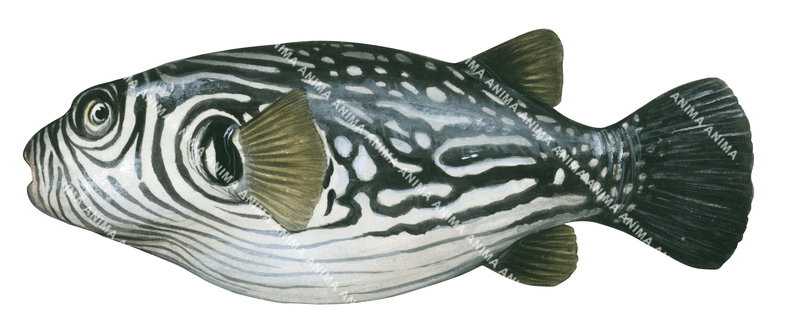 Reticulate Toadfish,Arothron reticularis,High quality illustration by Roger Swainston