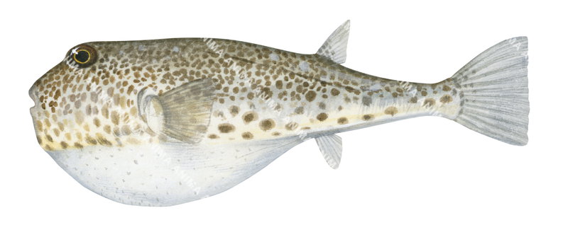 Rusty-spotted Toadfish,Torquigener pallimaculatus,High quality illustration by Roger Swainston