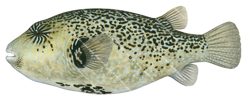 Scribbled Puffer,Arothron mappa,High quality illustration by Roger Swainston