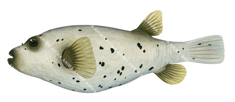 Blackspotted Puffer,Arothron nigropunctatus,High quality illustration by Roger Swainston