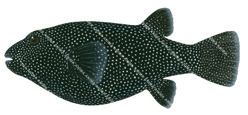 Whitespotted Puffer,Arothron meleagris,High quality illustration by Roger Swainston