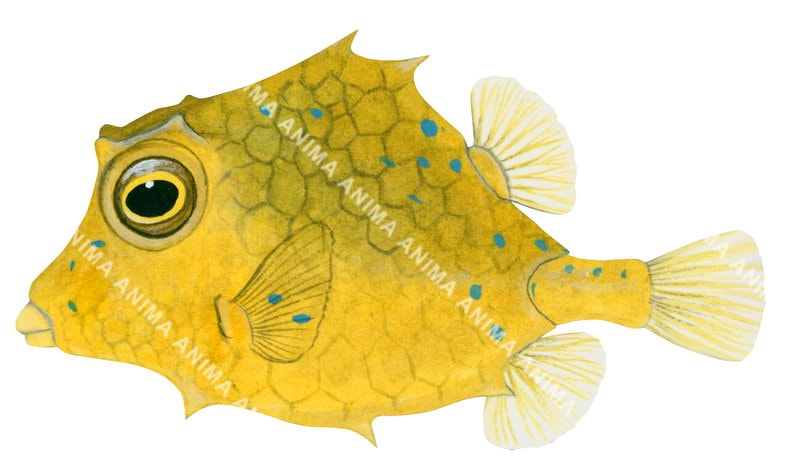 Juvenile Smallspine Turretfish,Tetrosomus concatenatus,High quality illustration by Roger Swainston