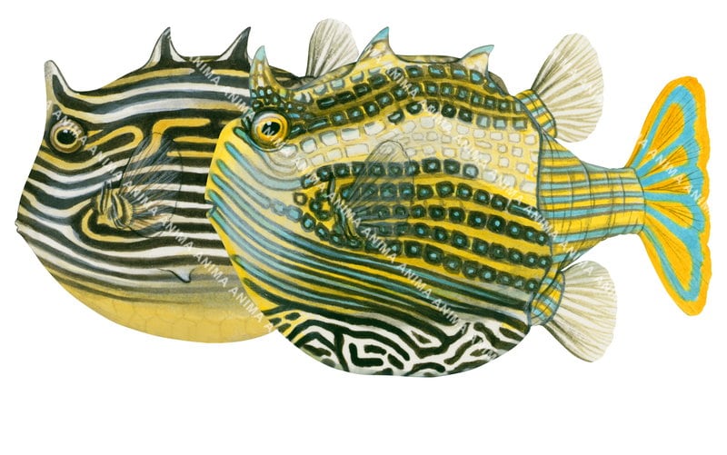 Ornate Cowfish,Aracana ornata,High quality illustration by Roger Swainston