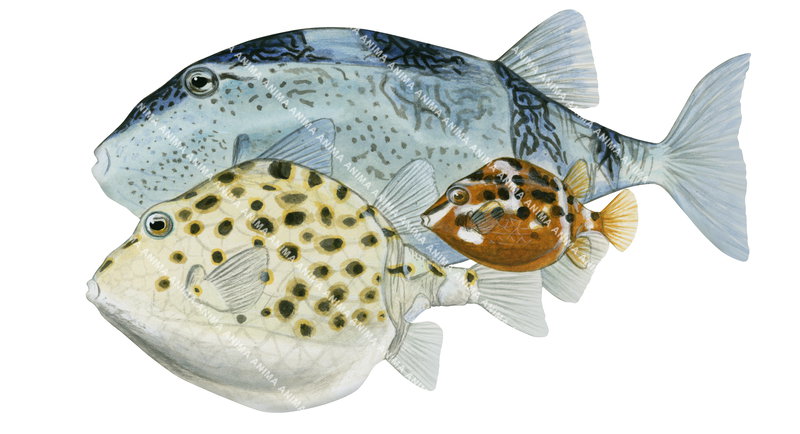 Male,Female and Juvenile Western Smooth Boxfish,Anoplocapros amygdaloides,High quality illustration by Roger Swainston