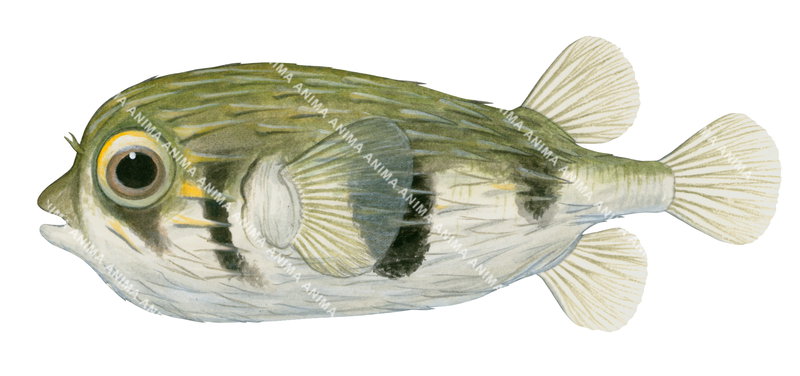 Globefish,Diodon nicthemerus,High quality illustration by Roger Swainston