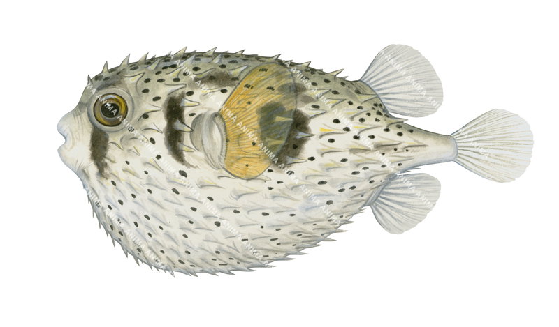 Threebar Porcupinefish,Dicotylichthys punctulatus,High quality illustration by Roger Swainston