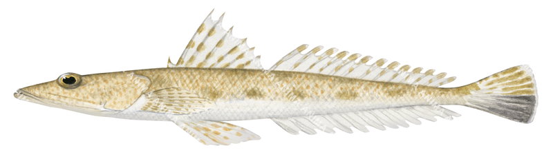 Longspine Flathead,Platycephalus longispinis,High quality illustration by Roger Swainston