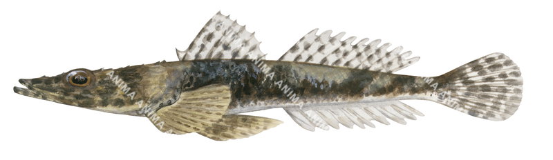 Mud Flathead,Ambiserrula jugosa,High quality illustration by Roger Swainston