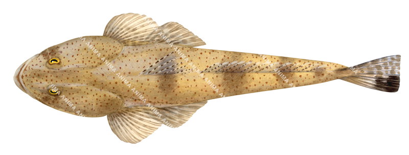 Dorsal view of the  Southern Sand Flathead,Platycephalus bassenis,High quality illustration by Roger Swainston