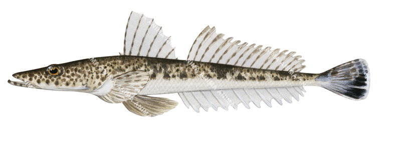 Side view of the Southern Sand Flathead,Platycephalus bassensis,High quality illustration by Roger Swainston