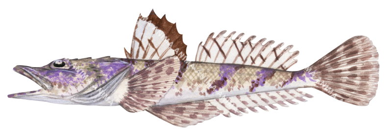 Tasselsnout Flathead,Thysanophrys cirronasa,High quality illustration by Roger Swainston