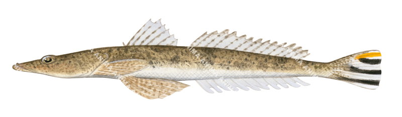 Side view of the Yellowtail Flathead,Platycephalus westraliae,High quality illustration by Roger Swainston