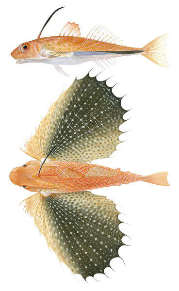 Onespined Flying Gurnard,Dactyloptena peterseni