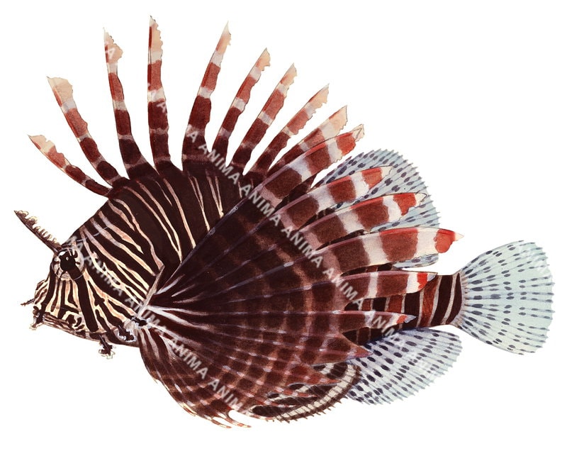 Common Lionfish,Pterois volitans,High quality illustration by Roger Swainston