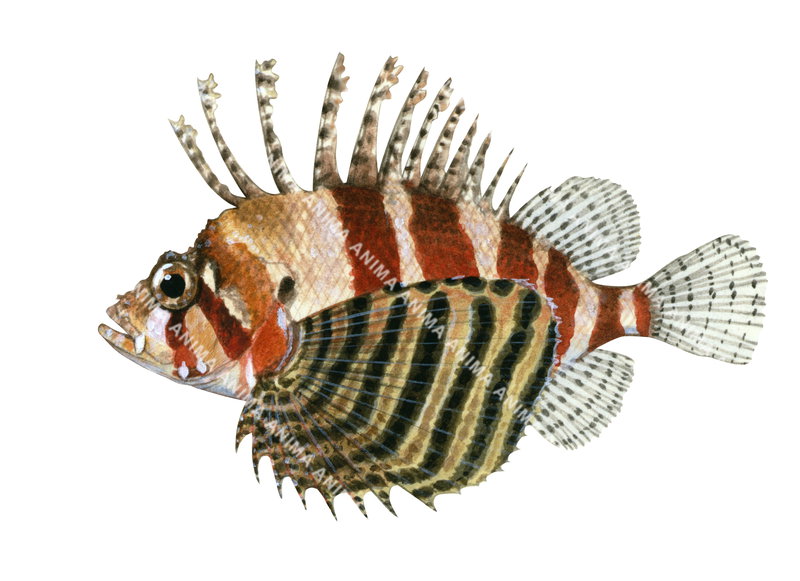 Dwarf Lionfish,Dendrochirus brachypterus,High quality illustration by Roger Swainston