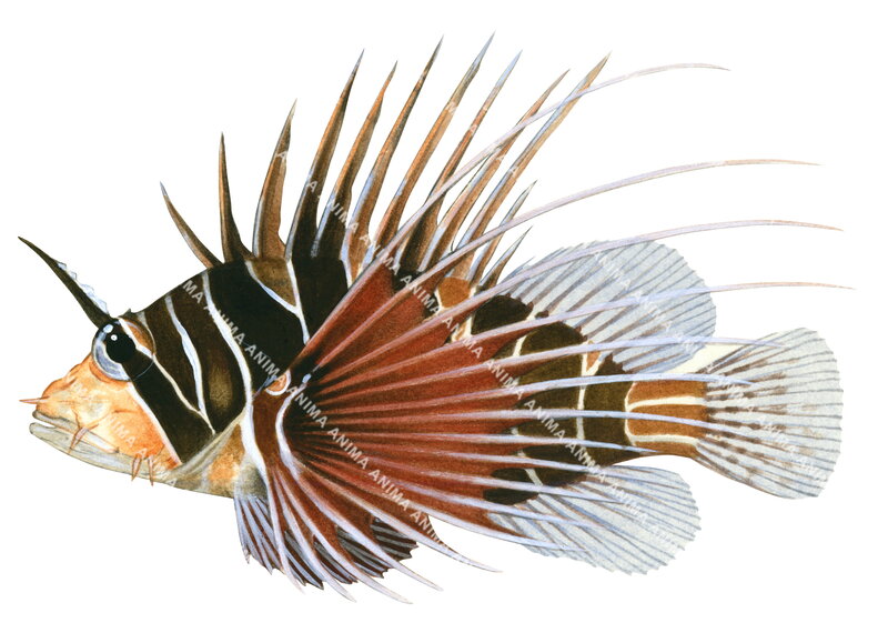 Whitelined Lionfish,Pterois radiata,High quality illustration by Roger Swainston