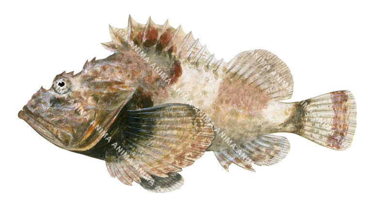 False Stonefish,Scorpaenopsis diabolus,High quality illustration by Roger Swainston