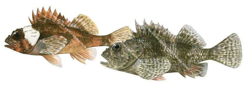 Southern Red Scorpionfish,Scorpaena papillosa,High quality illustration by Roger Swainston