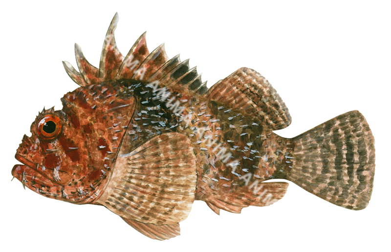 Western Red Scorpionfish,Scorpaena sumptuosa,High quality illustration by Roger Swainston