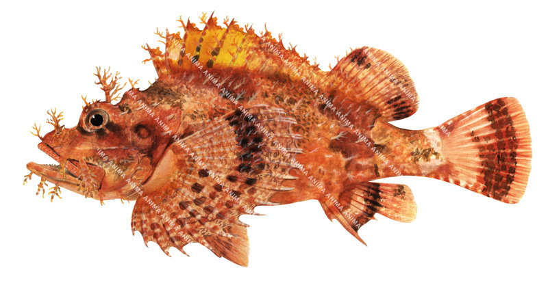 Raggy Scorpionfish,Scorpaenopsis venosa,High quality illustration by Roger Swainston 