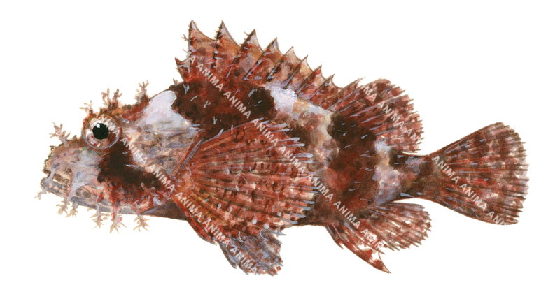 Smallscale Scorpionfish,Scorpaenopsis oxycephala,High quality illustration by Roger Swainston