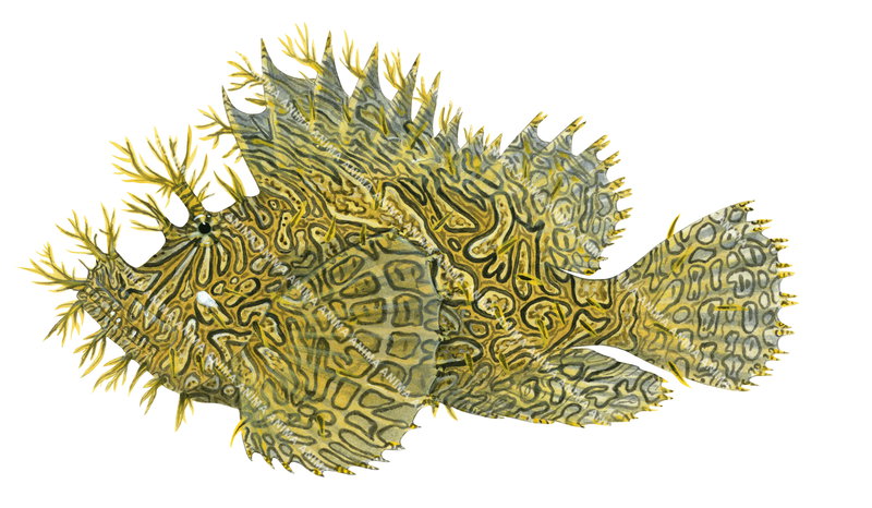 Weedy Scorpionfish,Rhinopias aphanes,High quality illustration by Roger Swainston