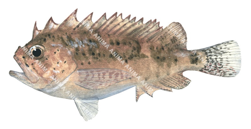 Yellow Waspfish,Cottapistus cottoides,High quality illustration by Roger Swainston