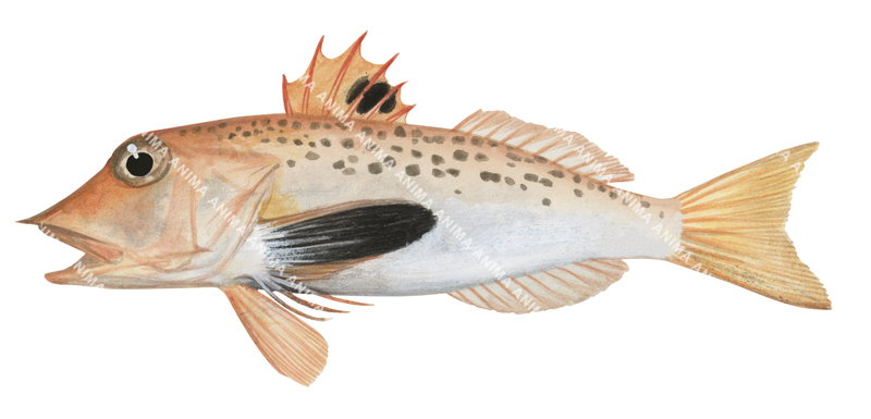 Blackspotted Gurnard,Pterygotrigla hemisticta,High quality illustration by Roger Swainston