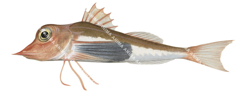 Bullhead Gurnard,Pterygotrigla leptacanthus,High quality illustration by Roger Swainston