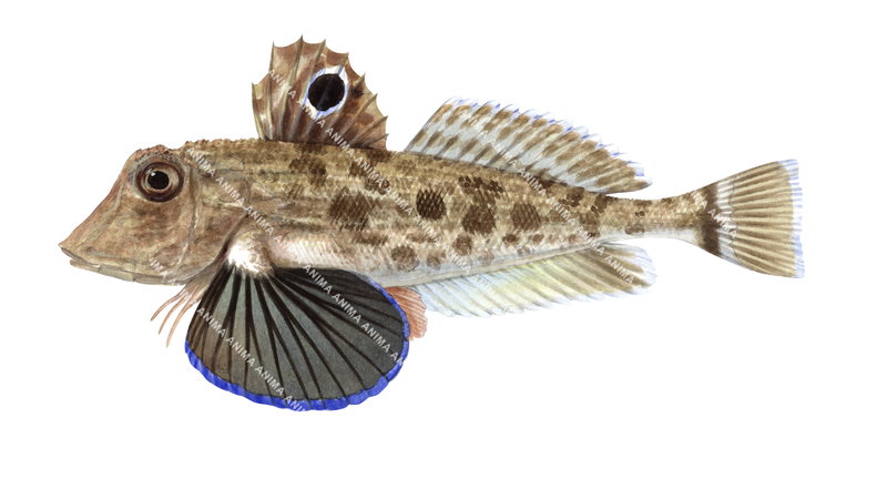 Spiny Gurnard,Lepidotrigla papilio-High quality illustration by Roger Swainston