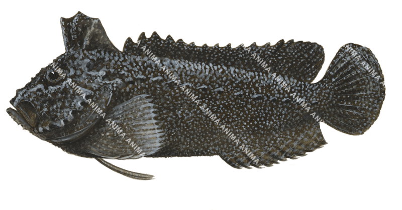 Bearded Velvetfish,Paraploactis intonsa,High quality illustration by Roger Swainston