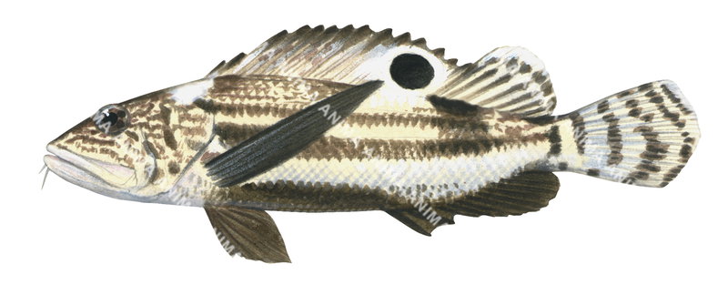 Shortfin Waspfish,Apistops caloundra,High quality illustration by Roger Swainston