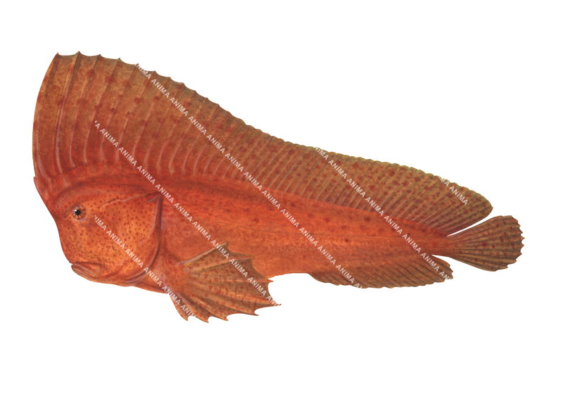 Red Indian Fish,Pataecus fronto,High quality illustration by Roger Swainston