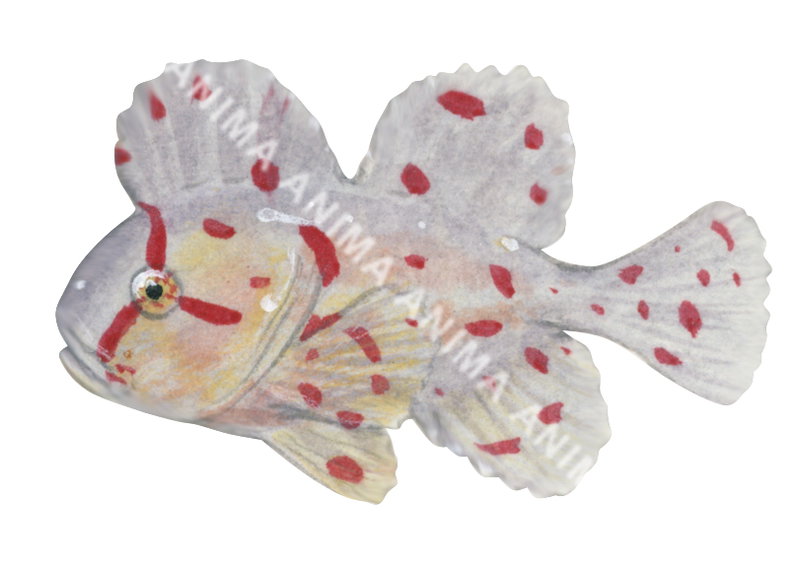 Juvenile Red Velvetfish,Gnathanacanthus goetzeei,High quality illustration by Roger Swainston