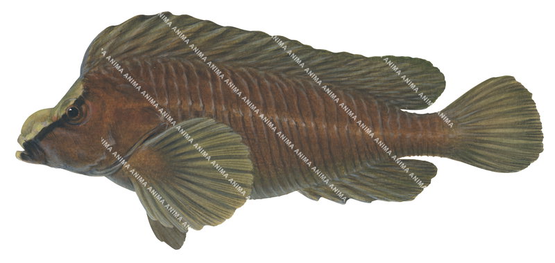 Whitenose Pigfish,Perryena leucometopon,High quality illustration by Roger Swainston