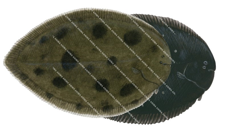 Black Sole,Brachirus nigra,High quality illustration by Roger Swainston